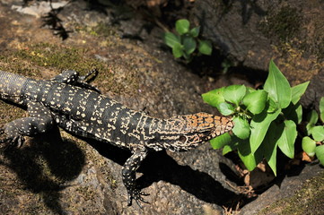Iguana on the stones