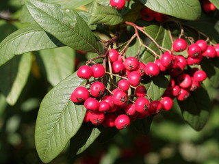 (Cotoneaster lacteus) Gros plan sur baies ou drupes rouge vermillon de l'arbuste cotonéaster laiteux et feuilles vertes elliptiques sur des rameaux arqués