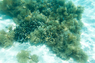 Naklejka na ściany i meble Corals, fishes and algae in lagoon