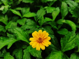 yellow flower in garden