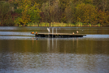 Wooden platform in the lake with birds