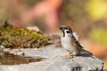 sparrow on branch