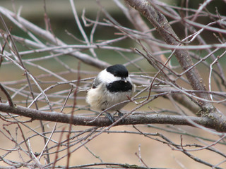 Chickadee in Spring