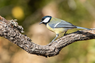 Büyük baştankara » Great Tit » Parus major