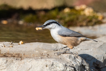 Kaya sıvacısı » Western Rock Nuthatch » Sitta neumayer