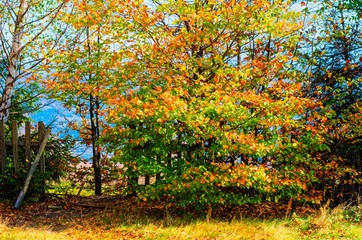 Płotek na skraju lasu w barwach jesieni