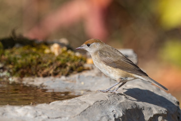 Karabaşlı ötleğen » Eurasian Blackcap » Sylvia atricapilla