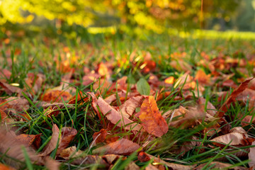autumn leaves background