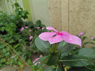 Fototapeta na wymiar Pink Jasmin Flower