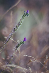 Fototapeta premium no