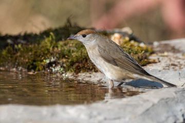 Karabaşlı ötleğen » Eurasian Blackcap » Sylvia atricapilla