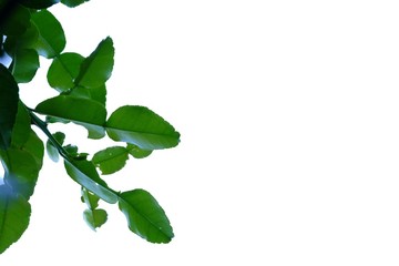 Kaffir lime leaves with branches on white isolated background and copy space
