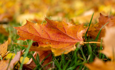 autumn leaves background