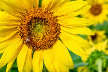 Obraz premium Sunflowers at Waimanalo Country Farm in Oahu, Hawaii