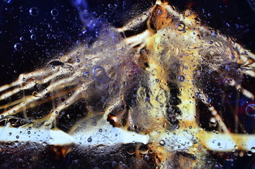 fish in water