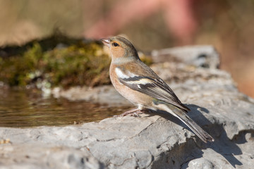 İspinoz » Common Chaffinch » Fringilla coelebs