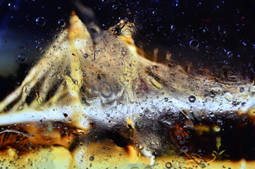 fish in the water