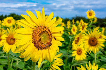 Fototapeta premium Sunflowers at Waimanalo Country Farm in Oahu, Hawaii