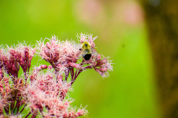 bee on a pink flower