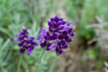 purple lavender