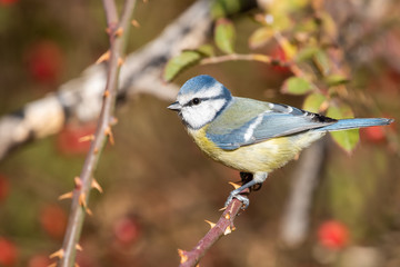 Mavi baştankara » Eurasian Blue Tit » Cyanistes caeruleus