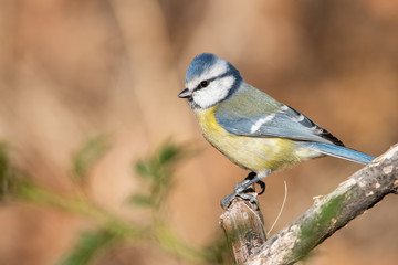 Mavi baştankara » Eurasian Blue Tit » Cyanistes caeruleus
