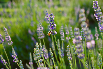 bee on lavender