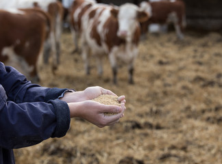 Farmer holding dry food to cows