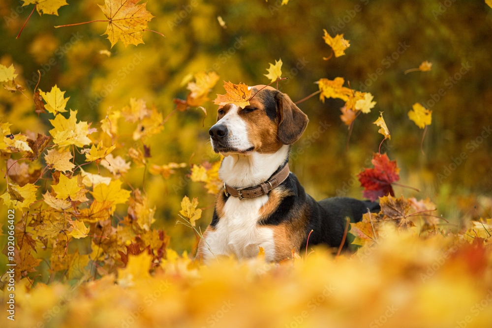 Wall mural mixed breed dog in autumn landscape