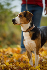 Dog owner with big dog in autumn landscape