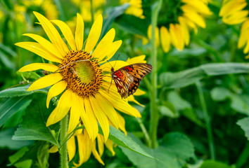Sunflowers at Waimanalo Country Farm in Oahu, Hawaii