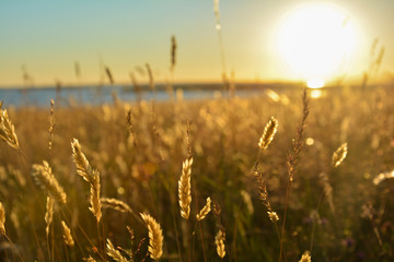 Abendstimmung am Bodden, Gräser im goldenen Abendlicht