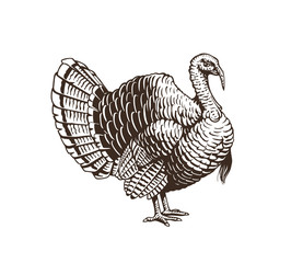 Updated illustration of turkey. Hand drawn illustration in engraving or woodcut style. Manufacturing meat and eggs vintage produce elements. Badges design elements for the turkey cock manufacturing - obrazy, fototapety, plakaty