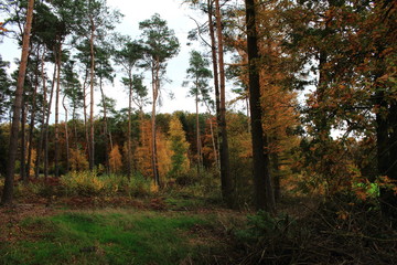 Herbstpanorama