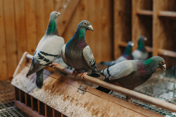 Pigeon birds standing together with friends.Pigeons sitting.Isolated pigeons.Portrait of birds