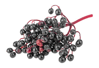 Black elderberries on red twig isolated on white background