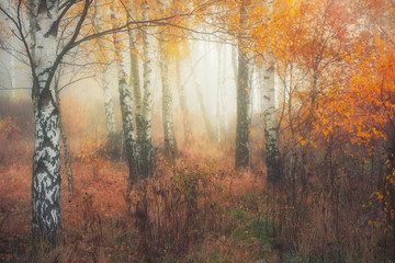 Misty morning in autumn birch forest