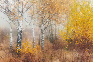 Misty morning in autumn birch forest