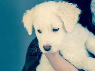 Adorable puppy of a Maremma shepherd dog, Italian canine breed, with blue eyes
