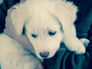 Adorable puppy of a Maremma shepherd dog, Italian canine breed, held in her arms, with blue eyes
