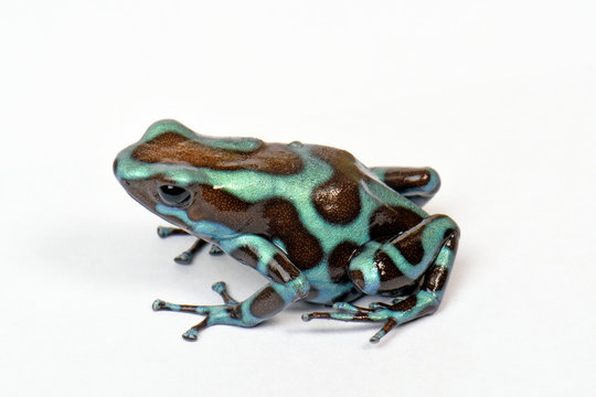 Goldbaumsteiger Bronze (Dendrobates auratus) - Green and black poison dart frog