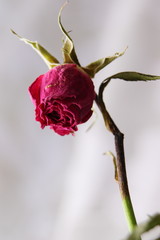 Withered wrinkled bud of a once blooming and fragrant rose. Inspired reflections on youth,...