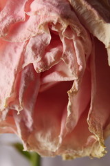 Withered wrinkled bud of a once blooming and fragrant rose. Inspired reflections on youth, eroticism, old age and mortality of all things.