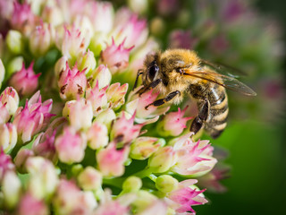 Farming bee