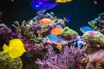 Fototapeta na wymiar Reef and Tropical Fishes
