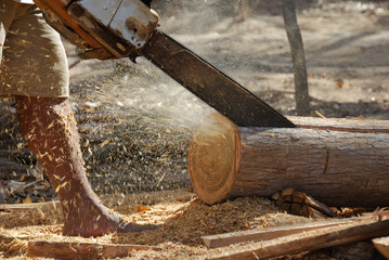 Man cutting big piece of wood with chain saw. Flying Shavings (motion blur).
