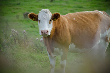 Fototapeta na wymiar Cows in Field