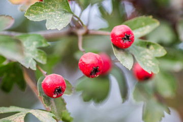 Mature white hawthorn fruit on a tree branch - Crataegus monogyna