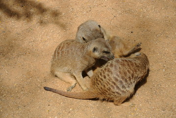 Animals of the zoo playing. Happy mongoose group playing around with eachother.