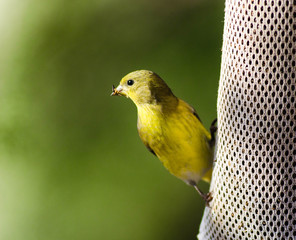 Bird in Wild